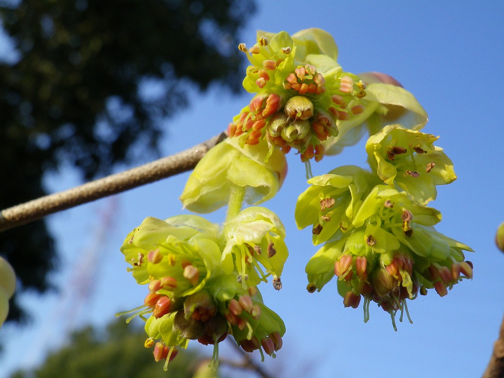 土佐水木 トサミズキ の花が咲いていました 自然風の自然風だより