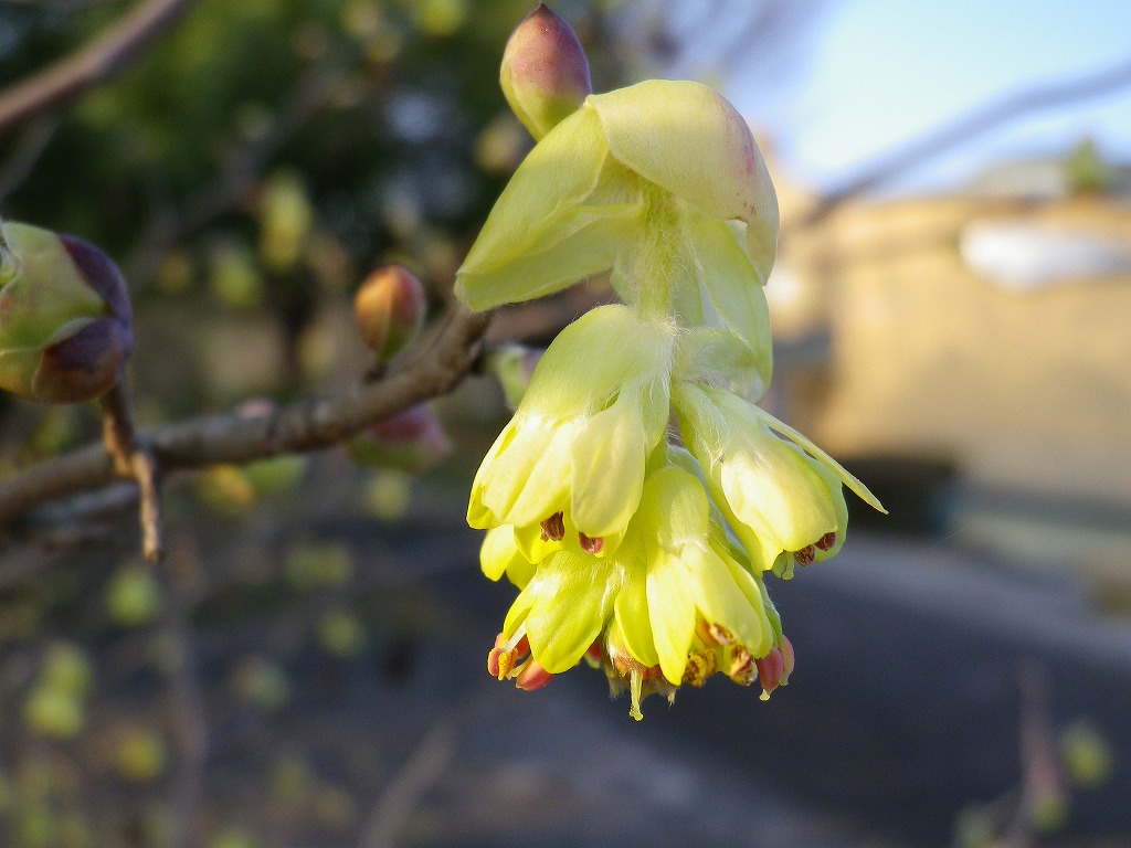 土佐水木 トサミズキ の花が咲いていました 自然風の自然風だより
