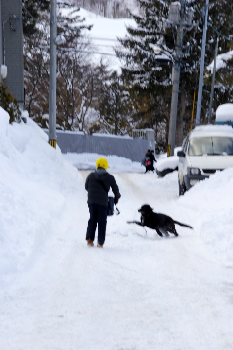 思わぬ円山散歩と再会の犬っぱしり_e0068480_20294090.jpg