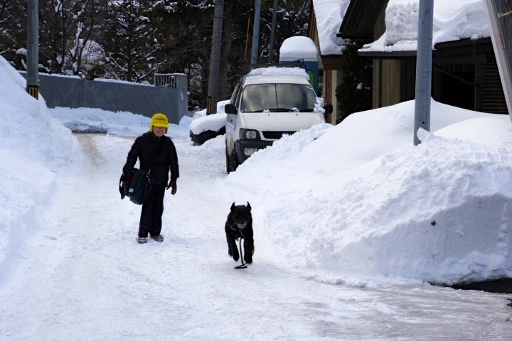 思わぬ円山散歩と再会の犬っぱしり_e0068480_20295659.jpg