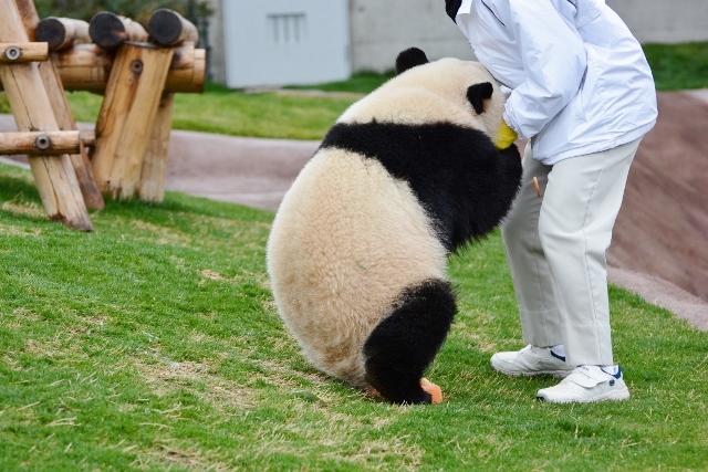 ２０１４年２月　白浜パンダ見隊　その３　優ちゃんのバレンタインイベント_a0052986_7344234.jpg