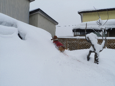 f0205887_18452186.gif
