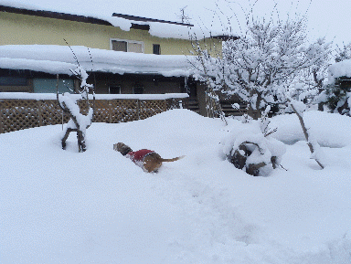 f0205887_18475579.gif