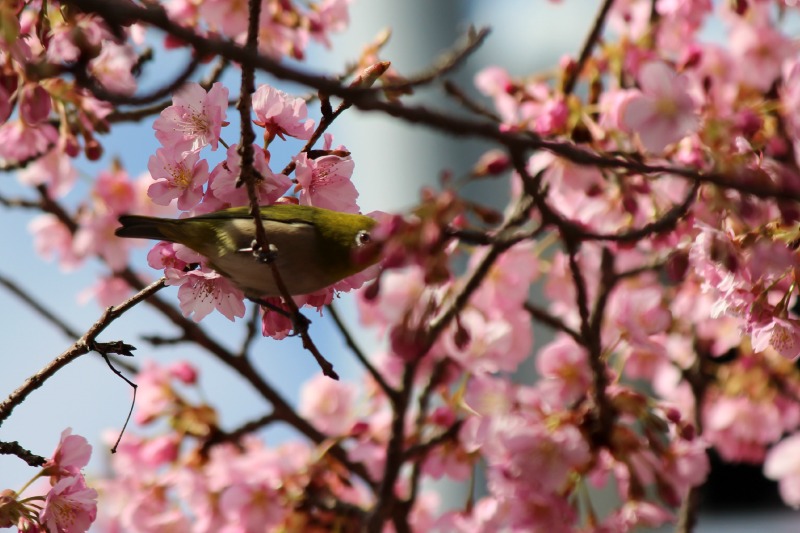 はとバス河津桜と雛のつるし飾の旅②_a0127090_22471486.jpg