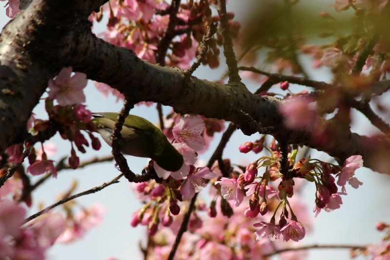 はとバス河津桜と雛のつるし飾の旅②_a0127090_22471975.jpg