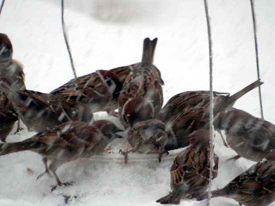 3月の雪と雀の餌台、ヒヨドリとムクドリなど_a0136293_1650323.jpg
