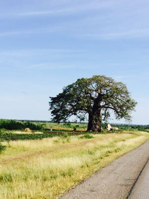頼りになるバオバブの樹🌳_f0230697_21244310.jpg