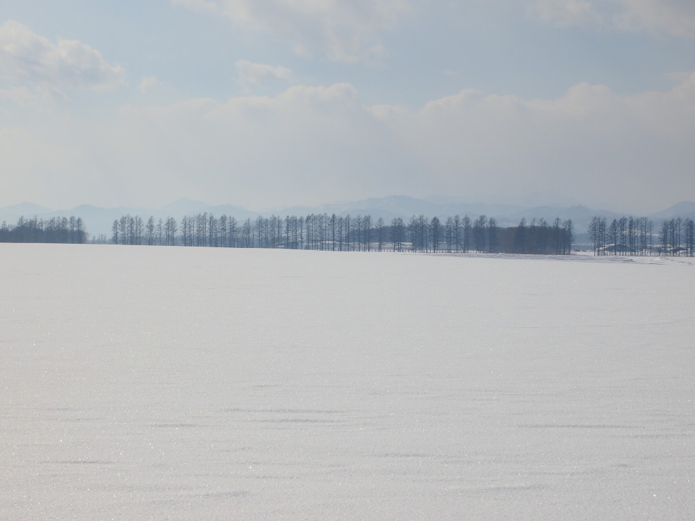 2月の中札内村‥防風林のある農村風景_f0276498_16584234.jpg