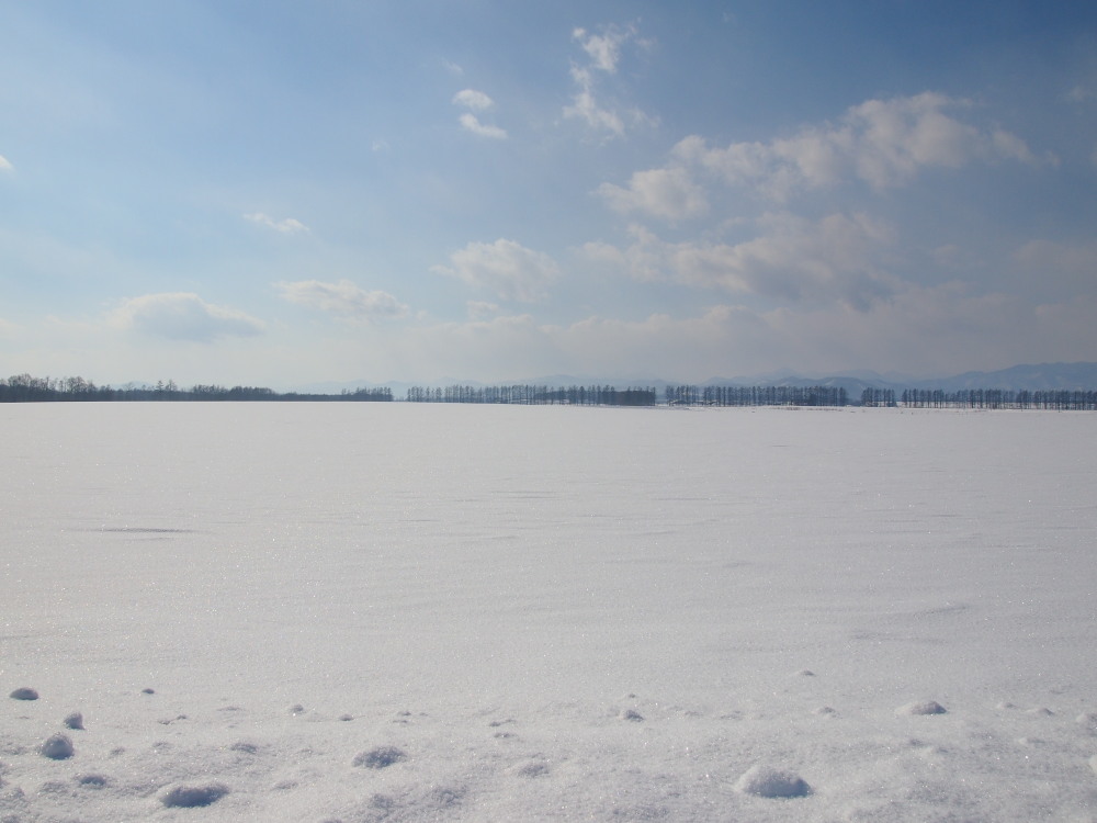 2月の中札内村‥防風林のある農村風景_f0276498_16592743.jpg
