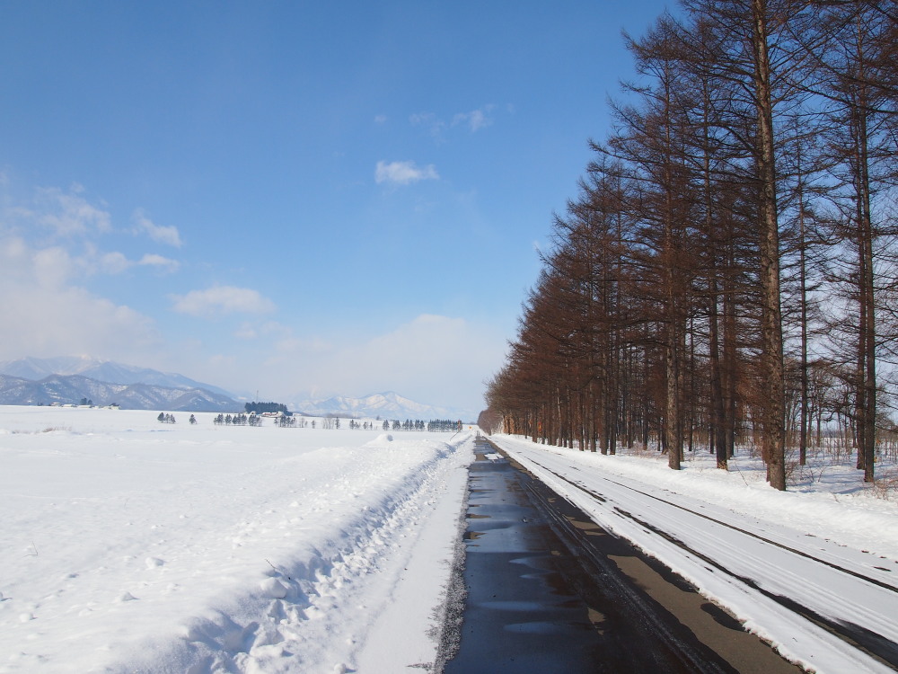 2月の中札内村‥防風林のある農村風景_f0276498_17000555.jpg