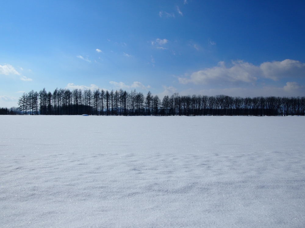 2月の中札内村‥防風林のある農村風景_f0276498_17014482.jpg