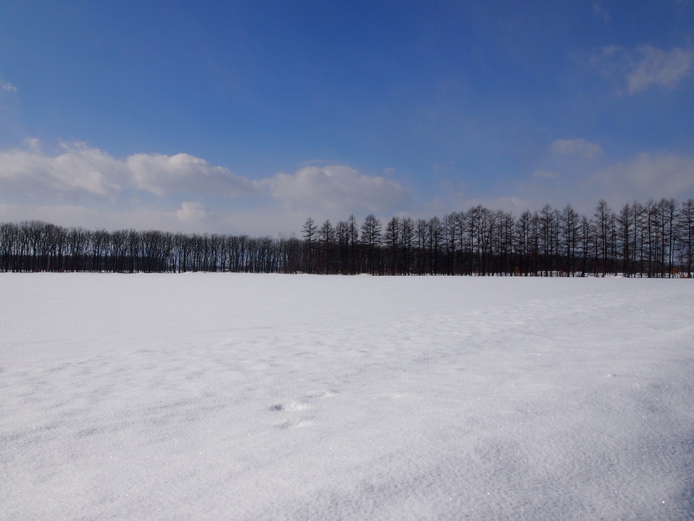 2月の中札内村‥防風林のある農村風景_f0276498_17020124.jpg