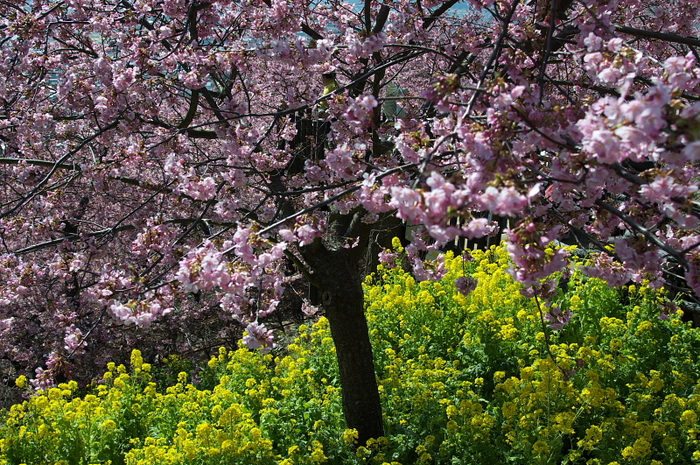 河津桜_f0196803_1214233.jpg