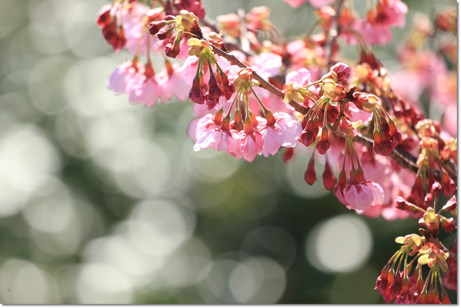 やっと「陽光桜」が咲き始めました！_a0057905_15441627.jpg