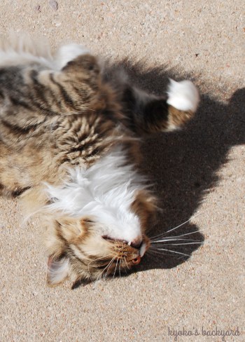 パティオで転がる猫_b0253205_265785.jpg