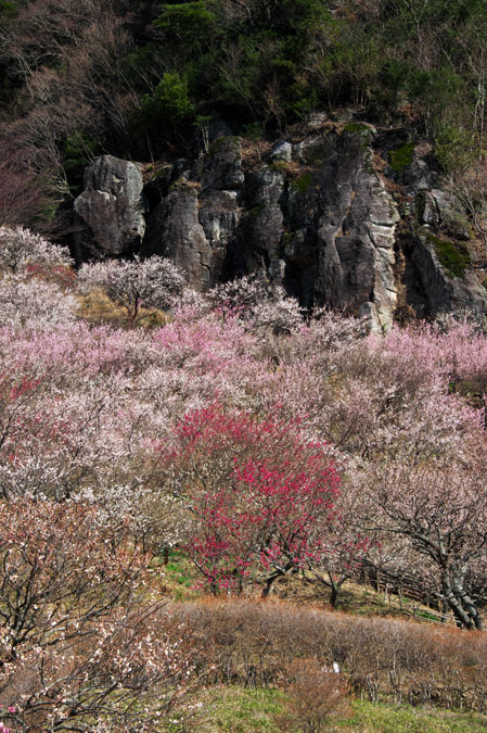 湯河原町　幕山公園　湯河原梅林1_a0263109_15101159.jpg