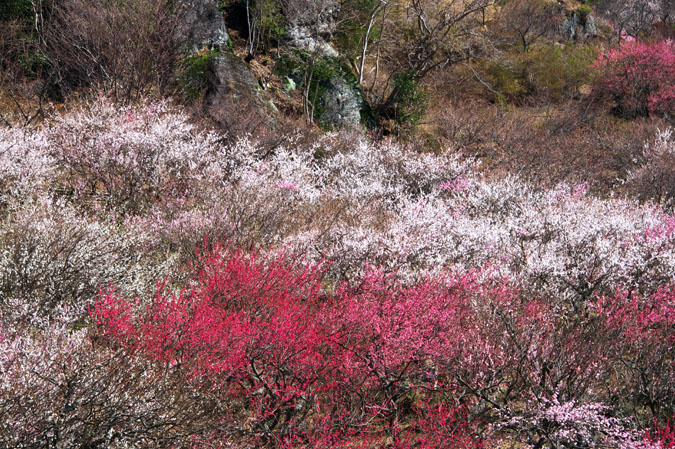 湯河原町　幕山公園　湯河原梅林1_a0263109_15104120.jpg