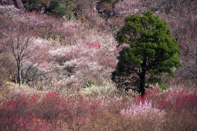 湯河原町　幕山公園　湯河原梅林1_a0263109_15804.jpg