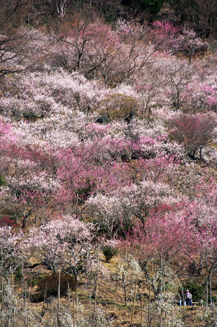 湯河原町　幕山公園　湯河原梅林1_a0263109_1584227.jpg