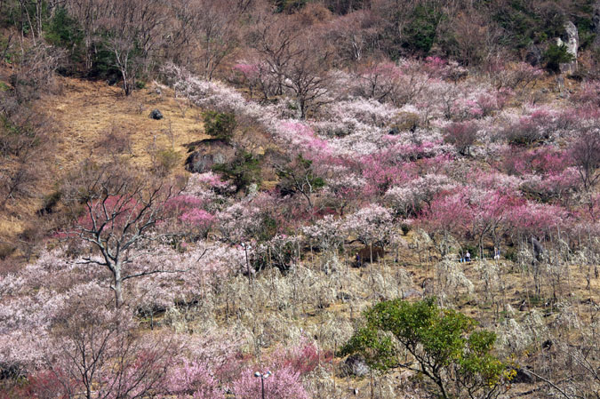 湯河原町　幕山公園　湯河原梅林1_a0263109_159188.jpg