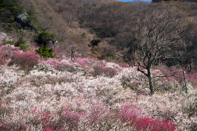 湯河原町　幕山公園　湯河原梅林1_a0263109_1594638.jpg