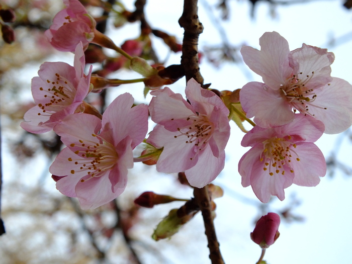 河津桜_b0268615_14161112.jpg