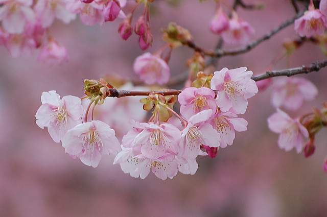 河津桜のさんぽ道_f0248120_4351482.jpg