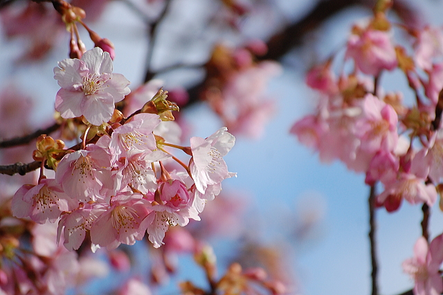 河津桜のさんぽ道_f0248120_4352084.jpg