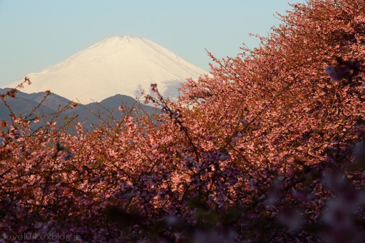 第16回まつだ桜まつり ～河津桜～_d0319222_1041978.jpg