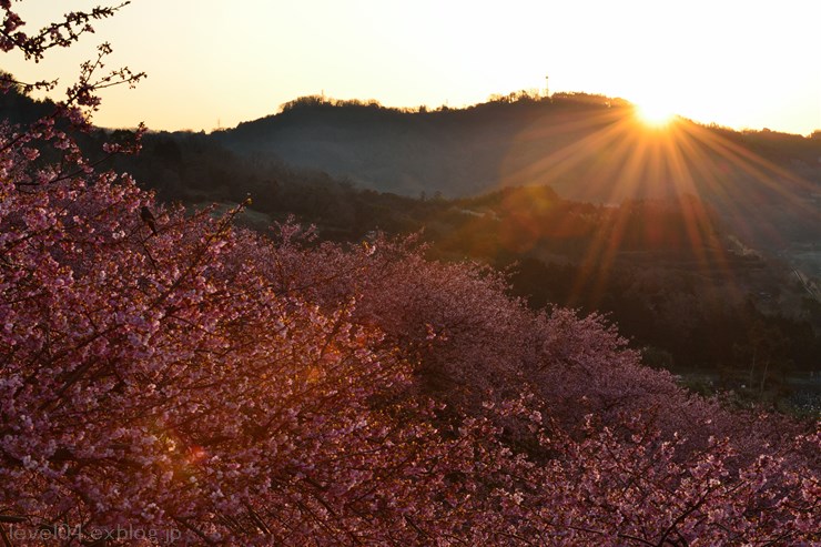 第16回まつだ桜まつり ～河津桜～_d0319222_1051338.jpg