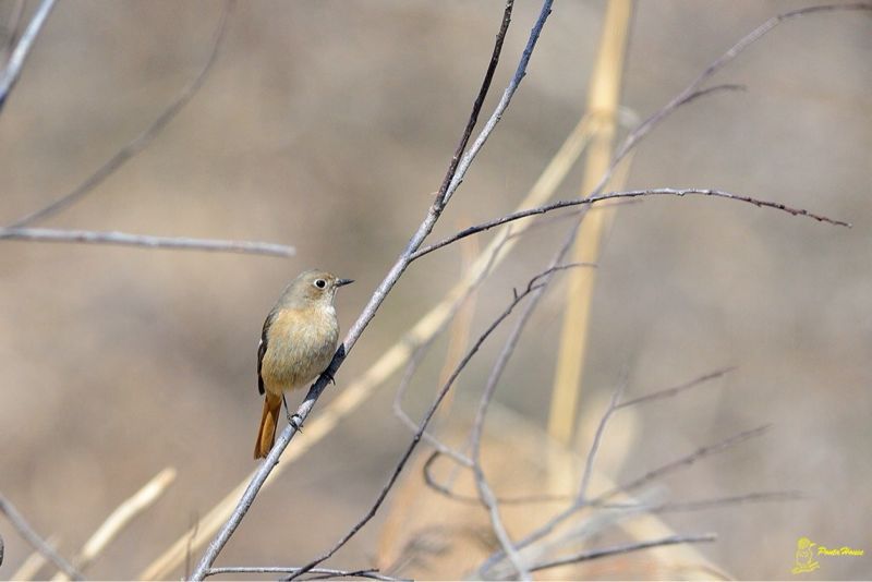 ３月９日の鳥果_b0208227_991368.jpg