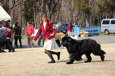 ドッグショー　in　淵野辺公園_f0077931_8485453.jpg