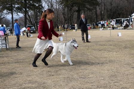 ドッグショー　in　淵野辺公園_f0077931_8512741.jpg