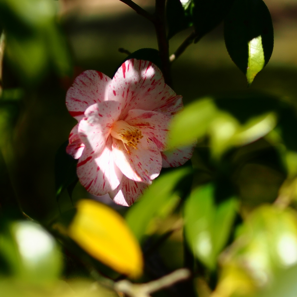 b0201233_14402226.jpg