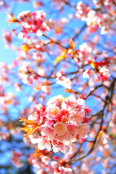 3.11.2.46 寒桜_b0175635_2154345.jpg