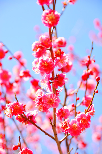 3.11.2.46 寒桜_b0175635_2154813.jpg