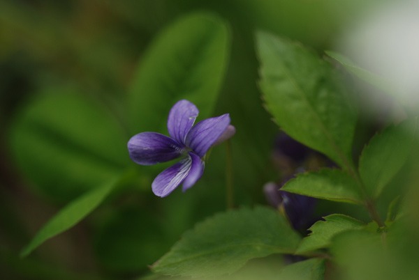 夜光貝の月　春の小花　三月のジュエリー_f0229844_2241520.jpg