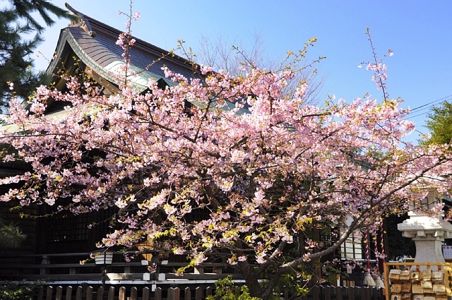 東京花散歩　ココロ癒す桜色_b0122448_2092318.jpg