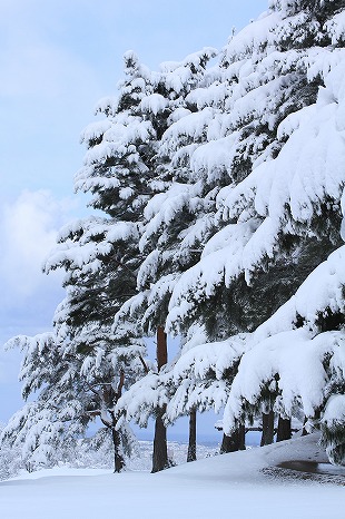 最後の雪景色　３_c0155950_191927.jpg