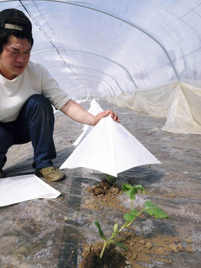 熊本スイカ『黒小玉(ひとりじめbonbon)』 定植後の様子と接ぎ木のお話し_a0254656_17294579.jpg