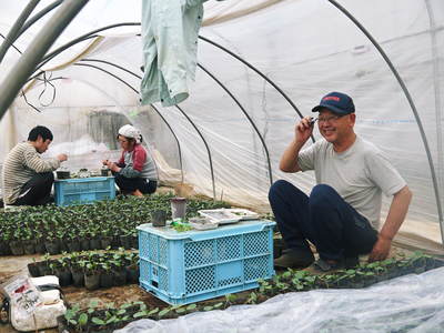 熊本スイカ『黒小玉（ひとりじめbonbon）』　定植後の様子と接ぎ木のお話し_a0254656_17434537.jpg