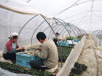 熊本スイカ『黒小玉（ひとりじめbonbon）』　定植後の様子と接ぎ木のお話し_a0254656_17443132.jpg