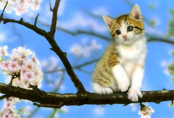 リアリズム絵画 Sakura メイキング Junya Blog 猫 犬 リアリズム絵画 リアリズム絵画 Sakura メイキング Junya Blog 猫 犬 リアリズム絵画