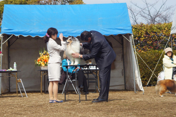 JKC Shetland sheepdog speciality show　2014_f0126965_17104150.jpg