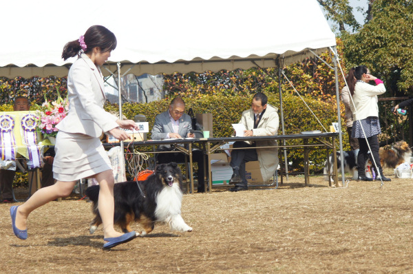 JKC Shetland sheepdog speciality show　2014_f0126965_1710974.jpg