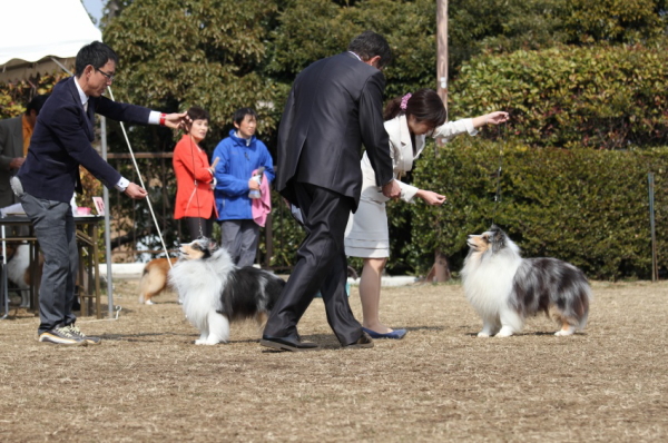 JKC Shetland sheepdog speciality show　2014_f0126965_17111652.jpg