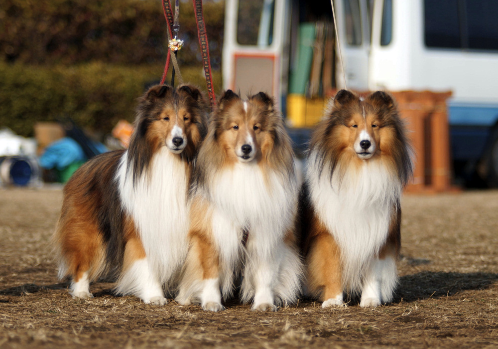 JKC Shetland sheepdog speciality show　2014_f0126965_17183922.jpg