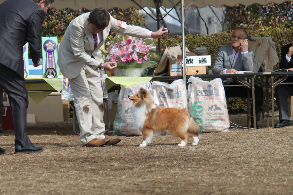 JKC Shetland sheepdog speciality show　2014_f0126965_1784439.jpg