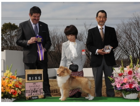 3.9 JKCシェルティ部会展_a0139367_2133769.jpg