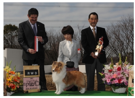 3.9 JKCシェルティ部会展_a0139367_214112.jpg